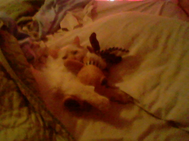 Ángel the white Kitten tucked into my bed with a green blanket. He is hugging a tiny moose plushie that is wearing a green and white striped santa hat and a scarf with the same pattern. This is photo four of this photo session.