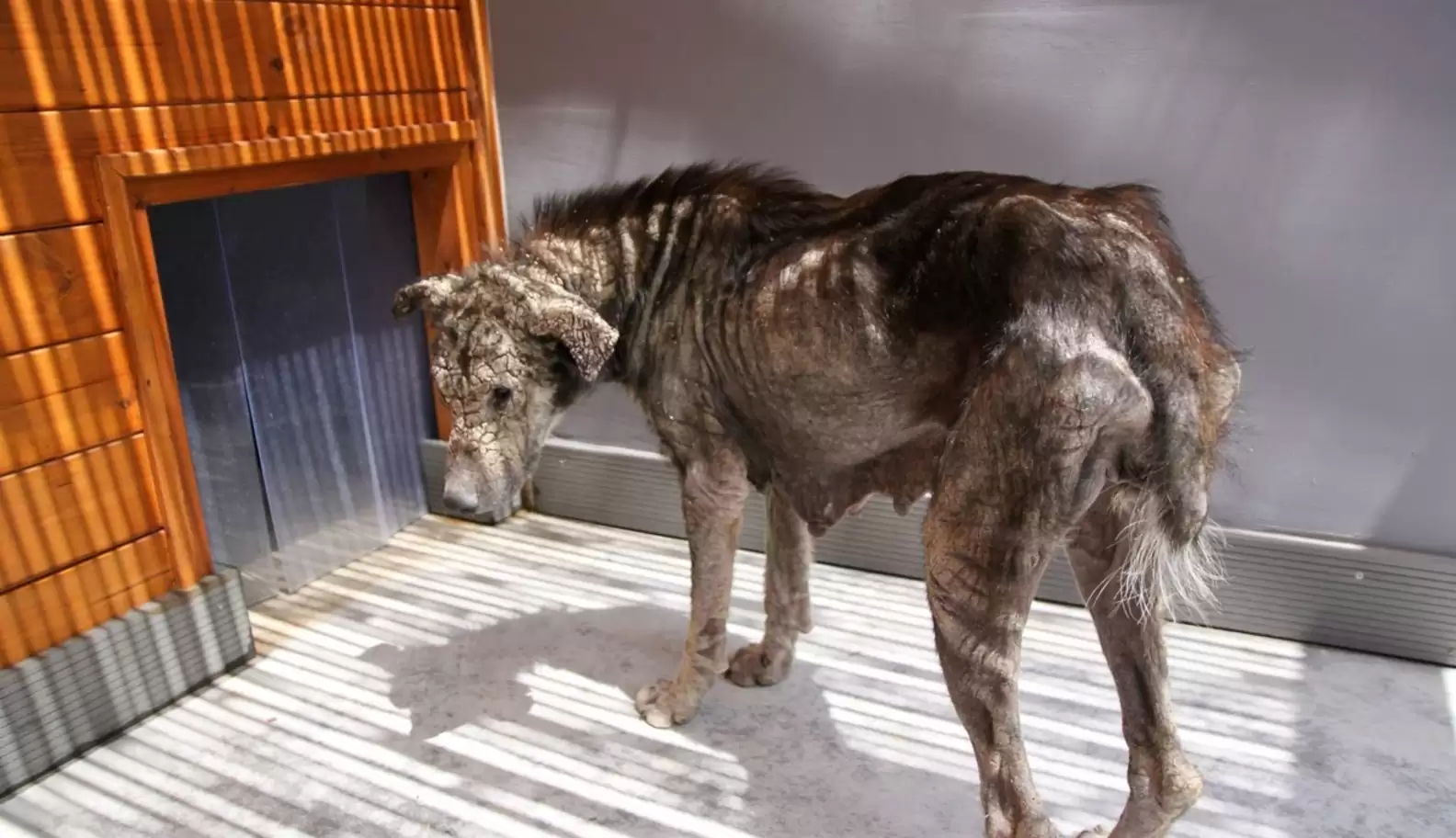 Dog Recovery