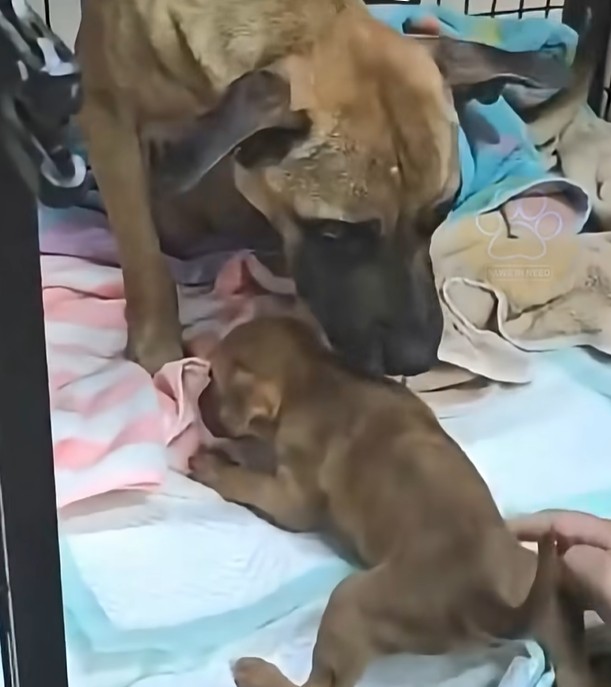 Rescue Dog