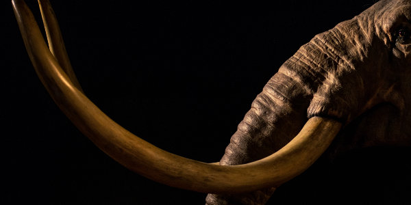 World’s oldest DNA sequenced from million-year-old mammoths…