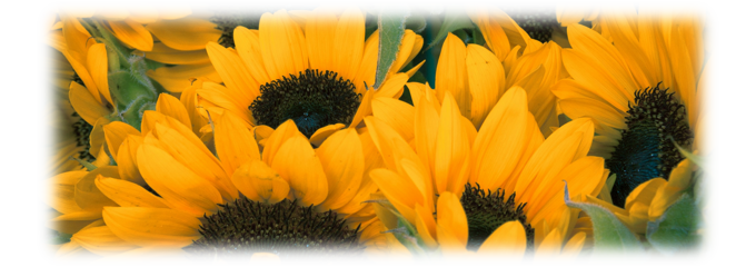 Sunny side up's banner