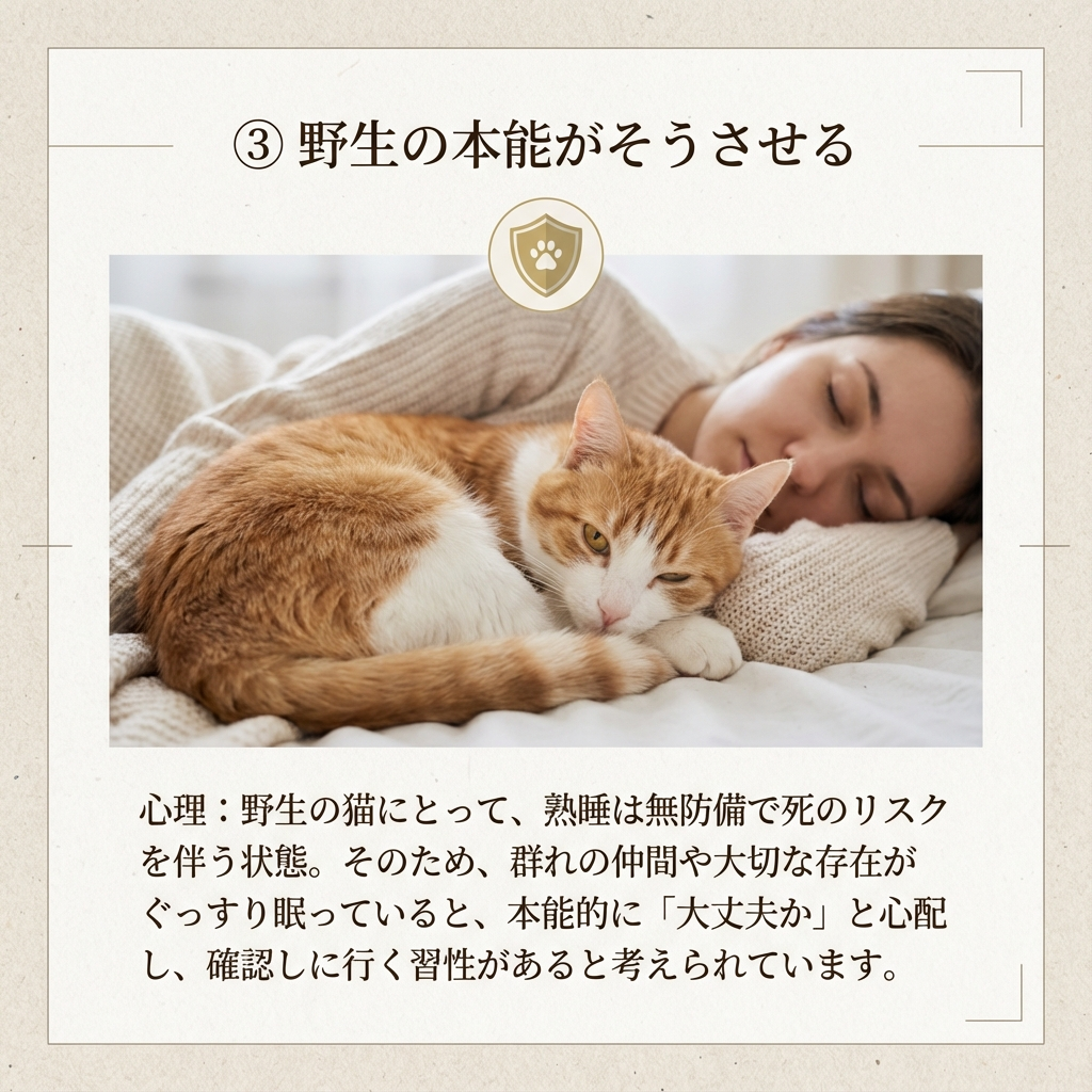 猫の早朝「起こして攻撃」は愛情の証?その理由を探る - Image 5