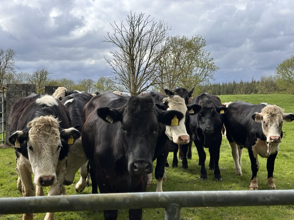 GortFarm3
