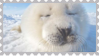 seal