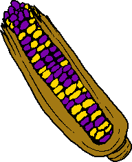 intersex flag colored corn on the cob