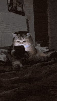 Caturday