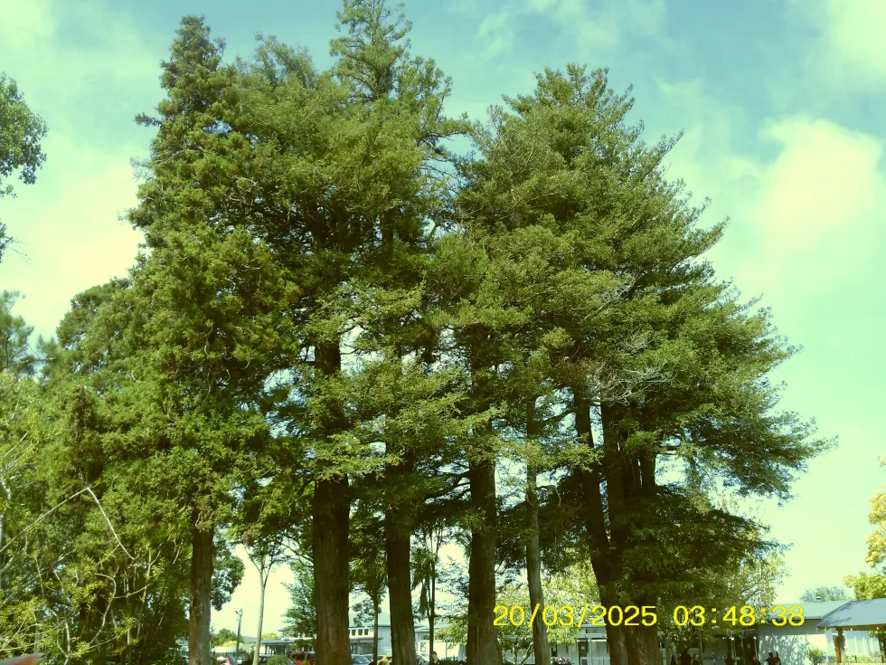 photo i took of the trees.