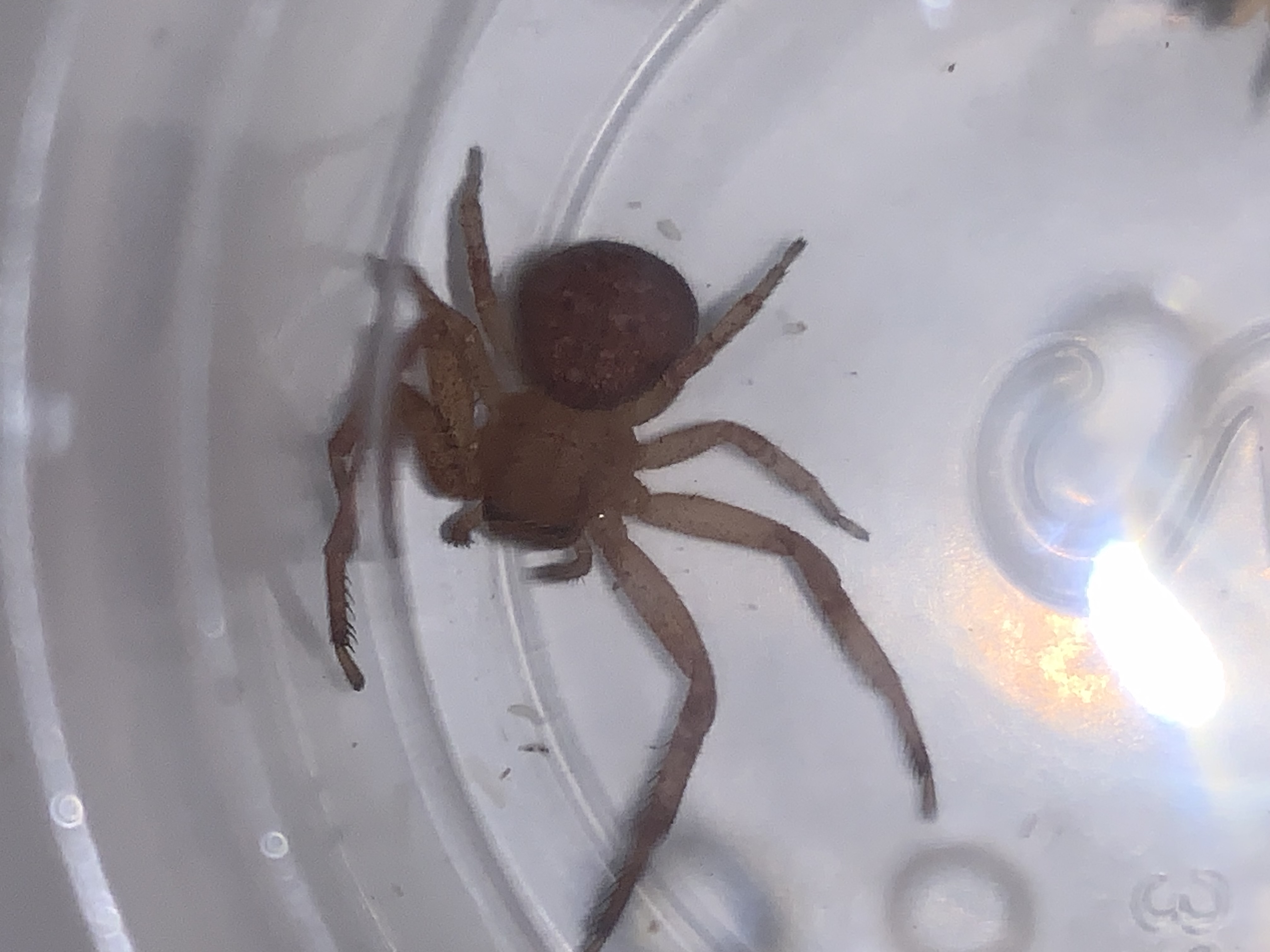 what sorta crab spider is miss Tripwire? (found her in my house in