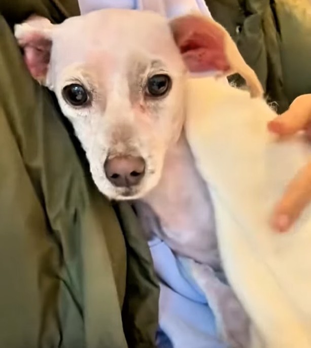 Happy puppy