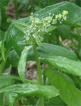 Food 6: Desi Palak / Tender Baby Spinach (High-Magnesium Insulin Activator)