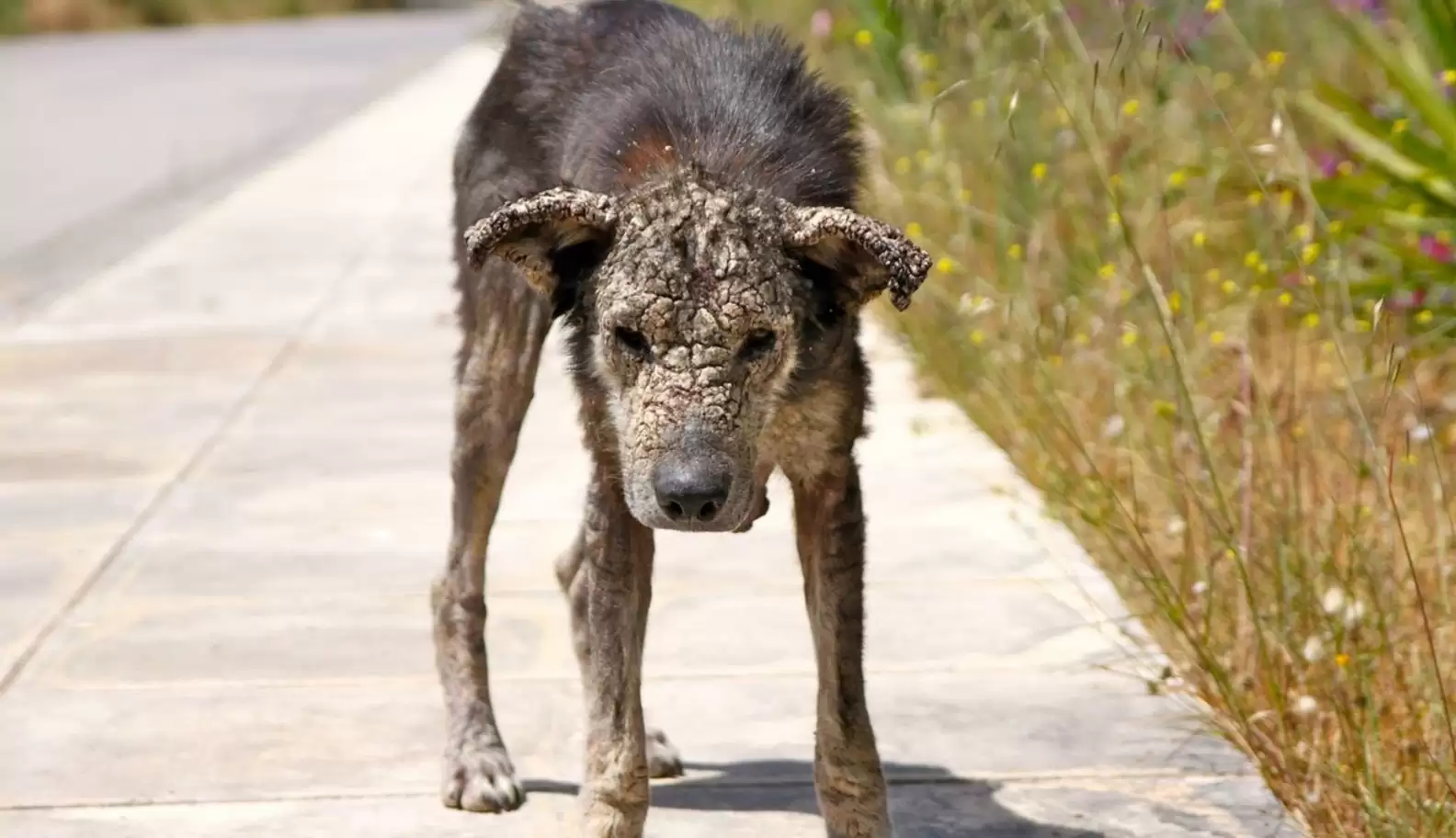 Rescue Dog