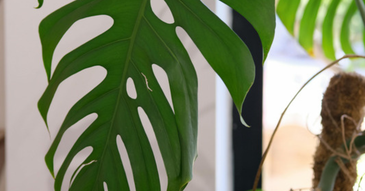 A lush, healthy Monstera Deliciosa that arrived in great condition