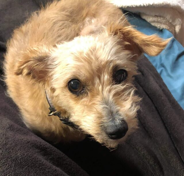 Senior dog recovery