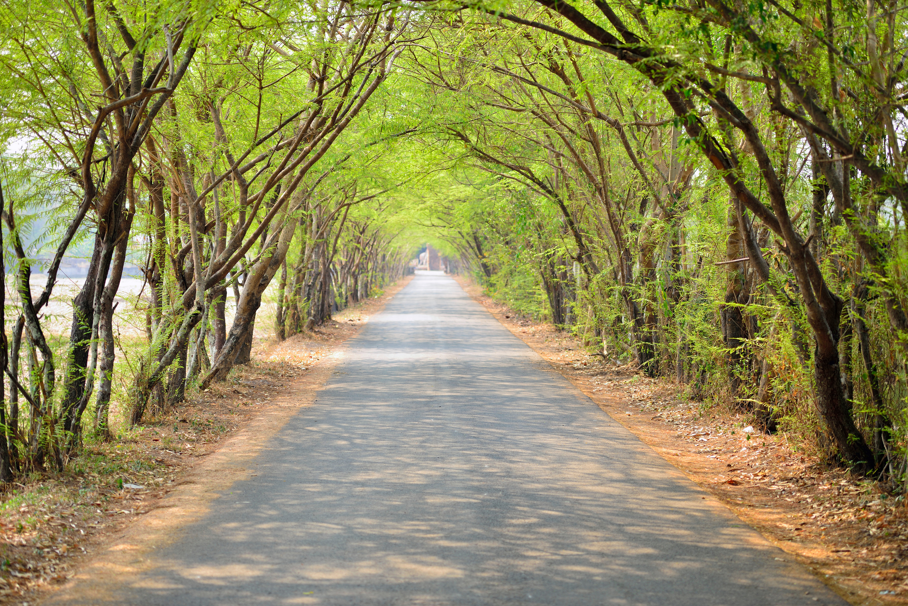 Tree-lined nature path