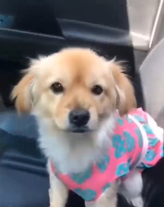 Happy Dog