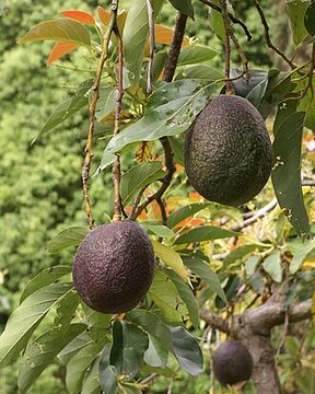 Food 3: Fresh Hass Avocado / Butter Fruit (Oleic MUFAs & Prebiotic Fiber)