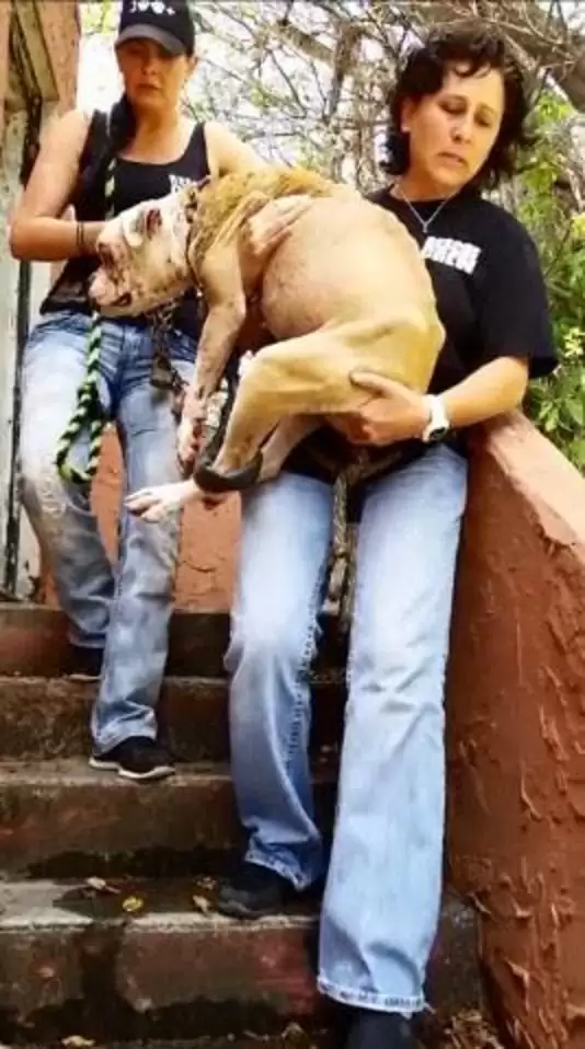 Rescue team tending to the bulldog