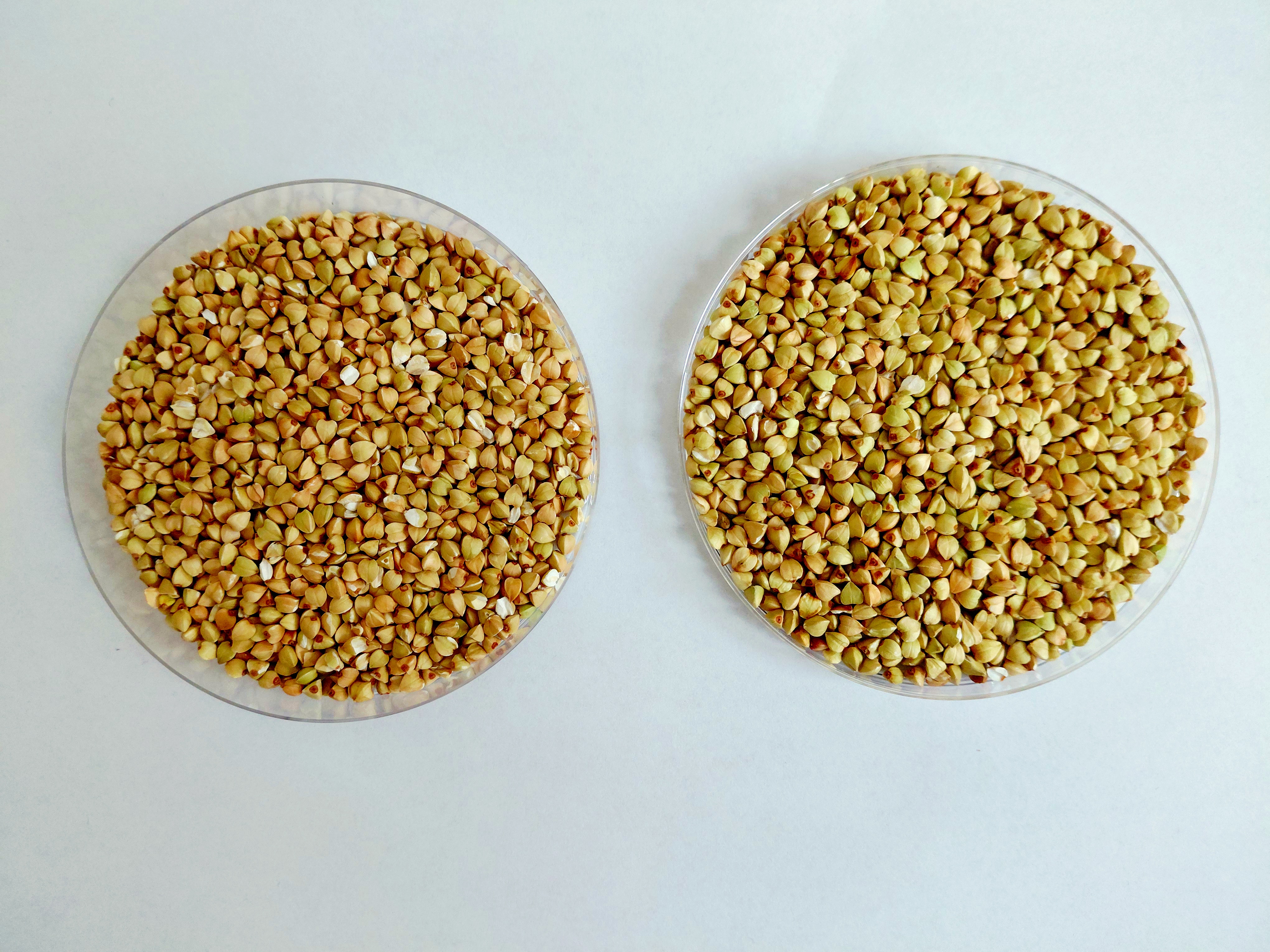 Comparison of store-bought Polish and PRofC buckwheat.