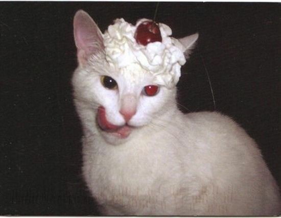 Silly cat is licking his jowls, he is white and has whipped cream and a cherry on his head to top him off
