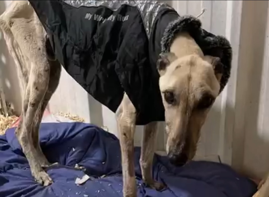 Veterinary care