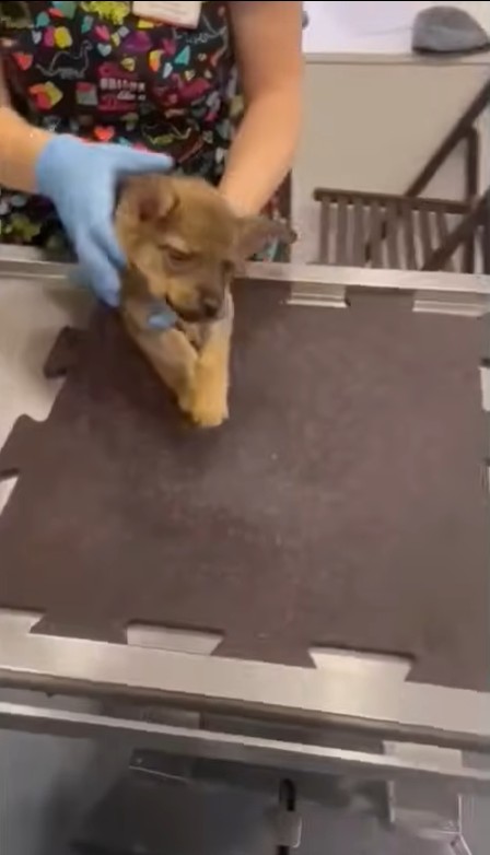 Puppy resting safely in recovery