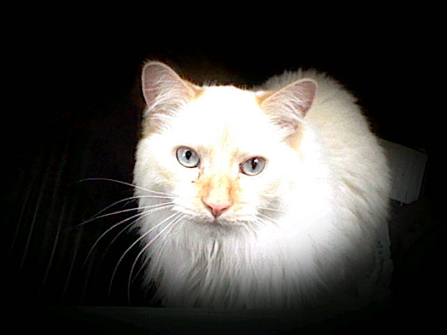 Ángel sitting on the floor of our family truck looking up at the camera with his adorable pale blue eyes. His whiskers are very pronounced in this photo for some reason.