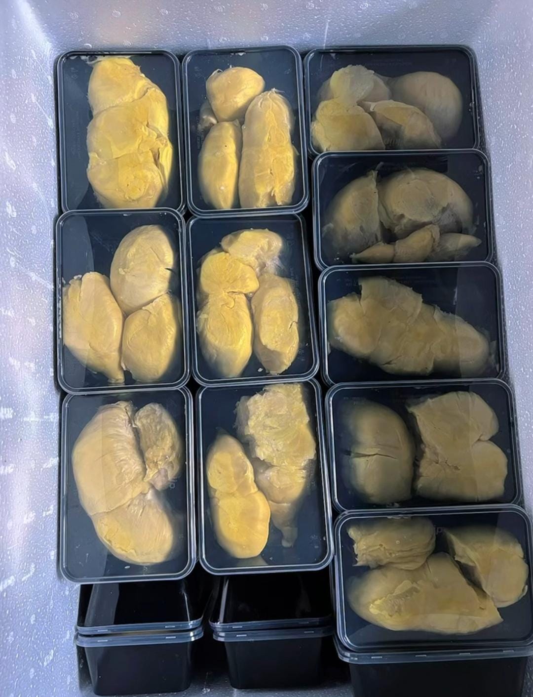 Durian Bali Singaraja Premium - Daging Tebal Kuning Keemasan