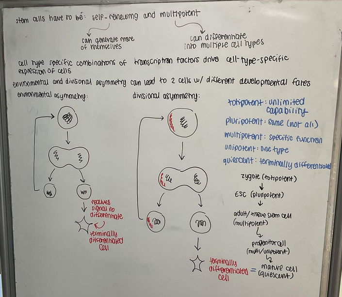 Whiteboard with text and diagrams explaning how stem cells work and the different types of stem cells.