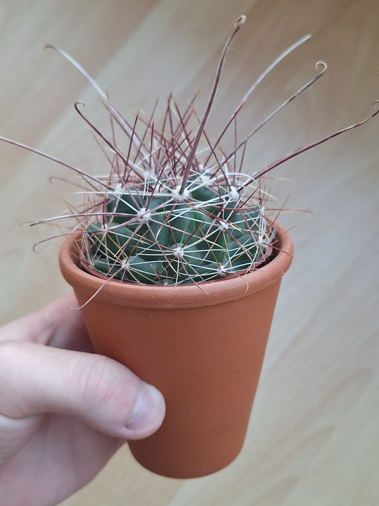 What cacti is this?