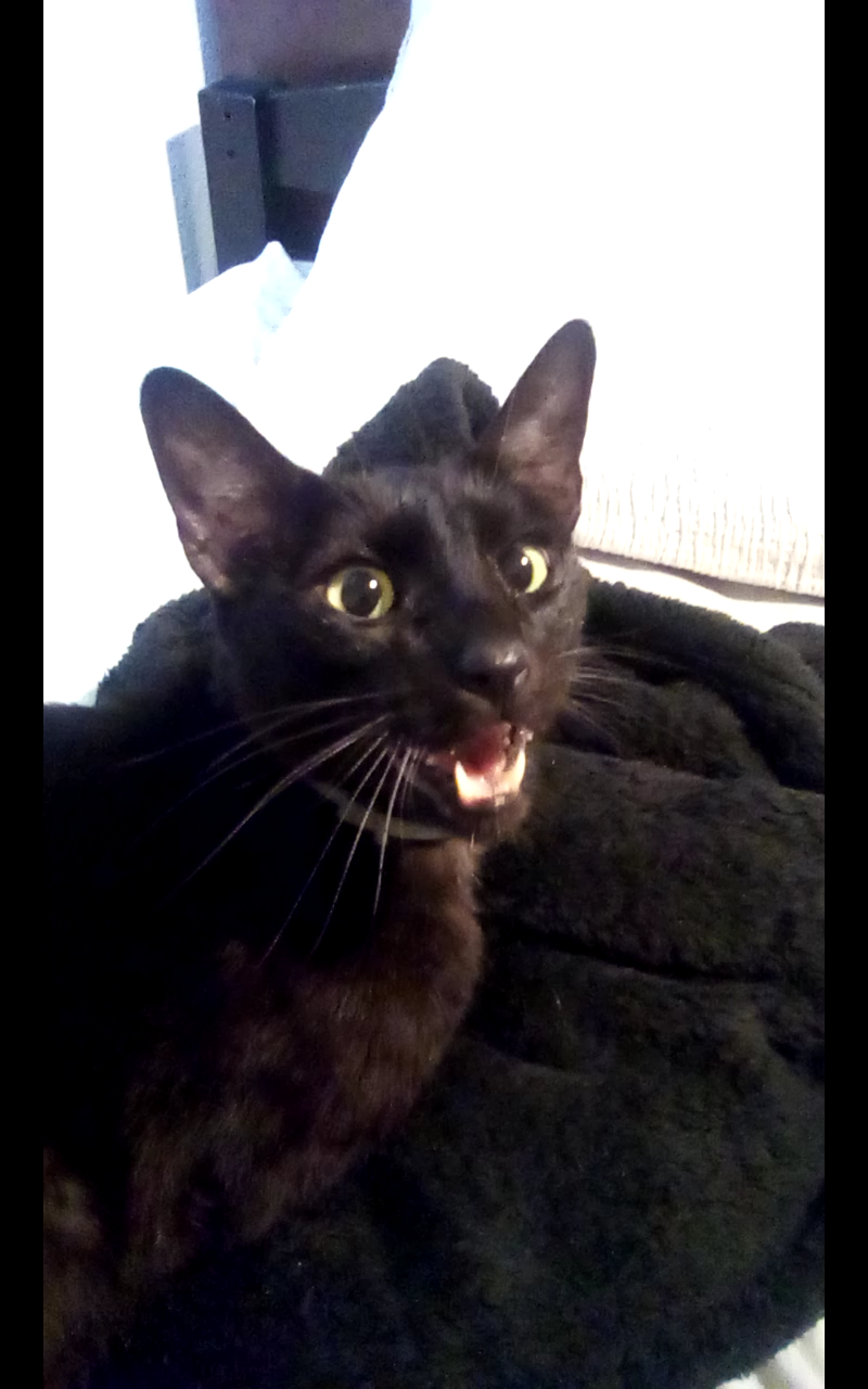 my cat