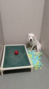 Dog in kennel