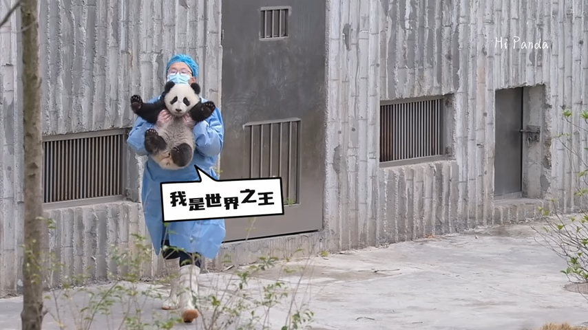 [問卦] 韓國愛寶媽媽帶娃 貓熊被丟出 (發錢) - 八卦 - PTT.BEST 批踢踢爆文 3
