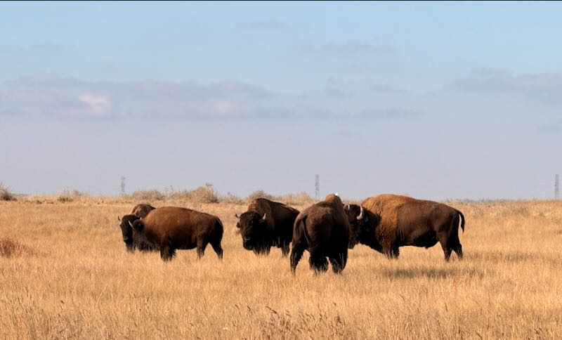 bison in grass