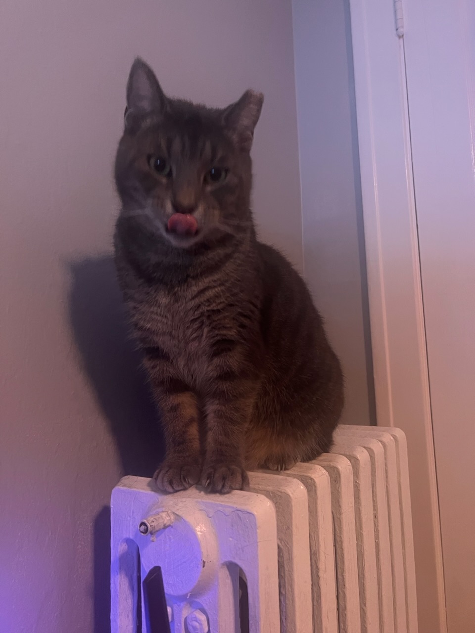 photograph taken of him mid-lick, tongue touching his nose