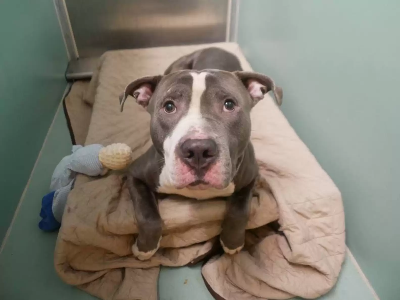 Dog in shelter