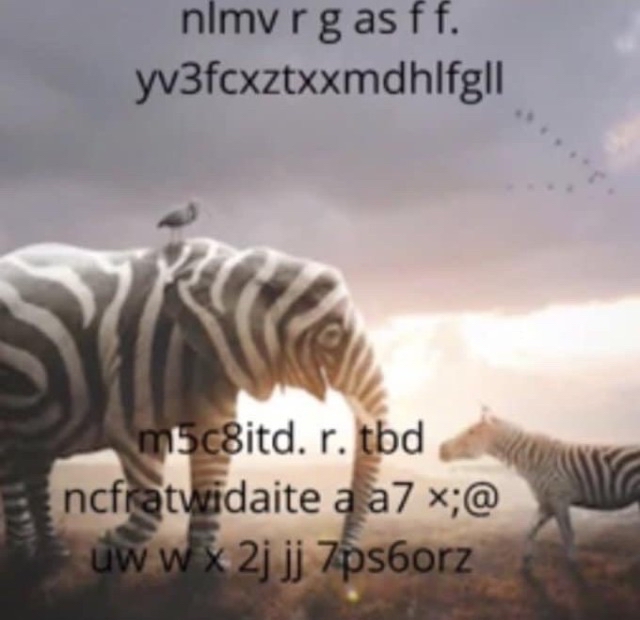 zebra elephant nonsense