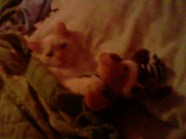 Ángel the white Kitten tucked into my bed with a green blanket. He is hugging a tiny moose plushie that is wearing a green and white striped santa hat and a scarf with the same pattern. This is photo two of this photo session.