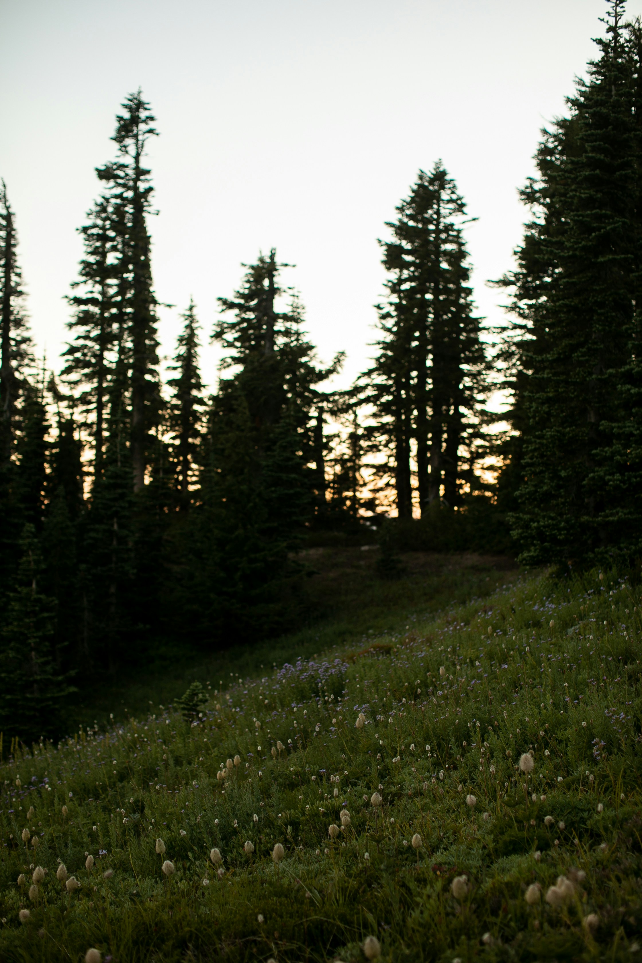 Untitled Image
