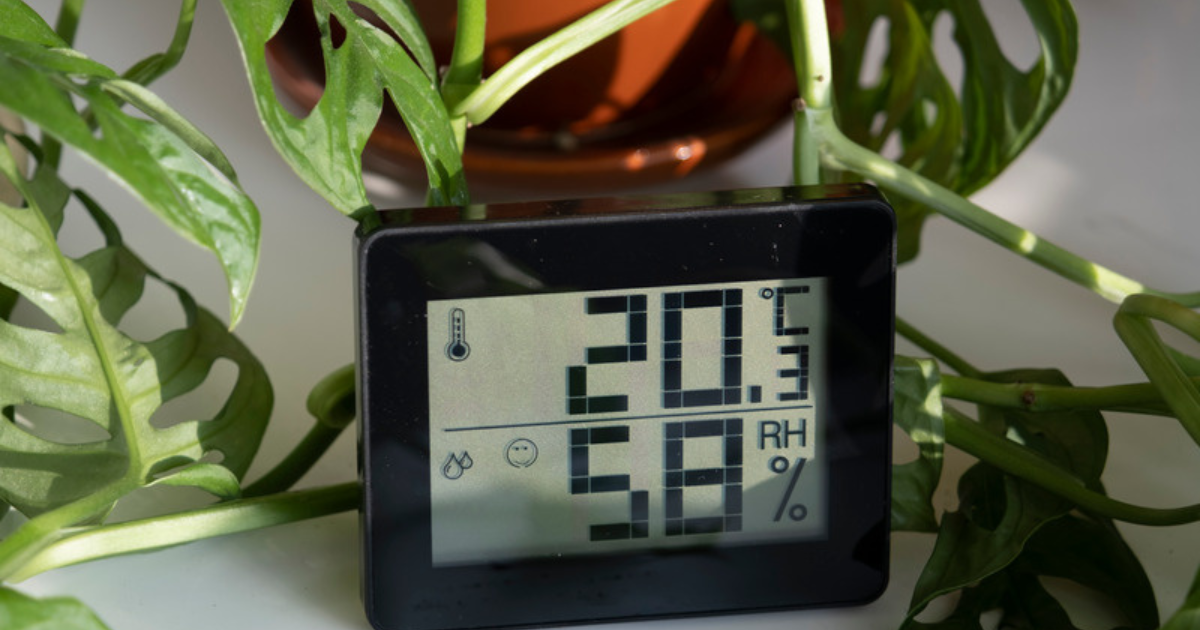 Small digital hygrometer reading 58 percent relative humidity nestled among trailing monstera adansonii leaves