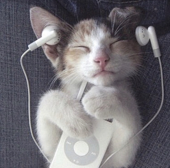 cat listening to music through earbuds