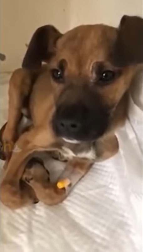 Rescued puppy resting