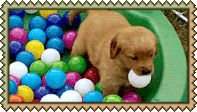 puppy
