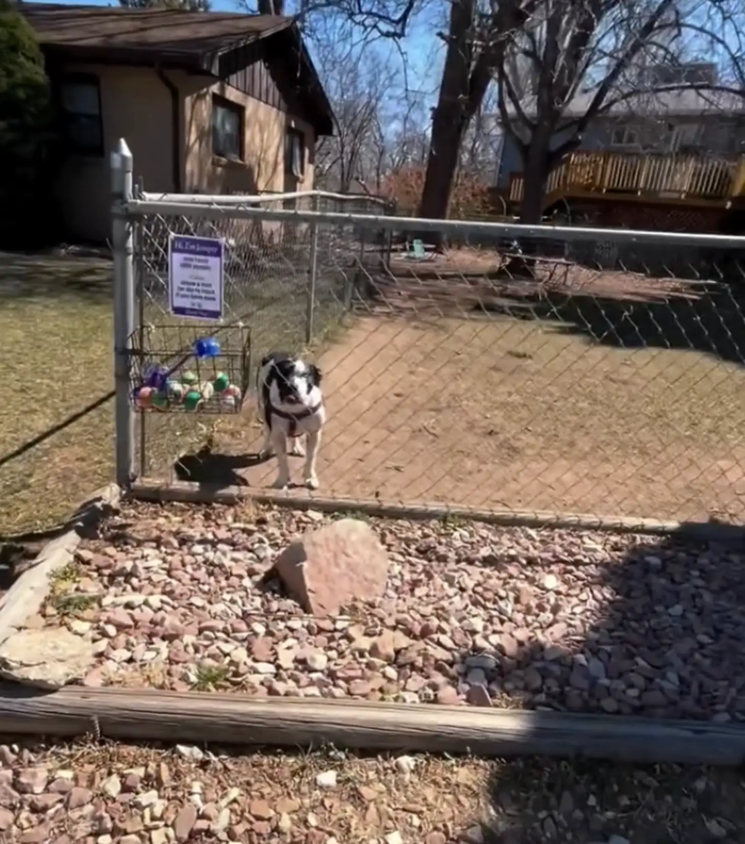 A friendly dog relaxing in the sun