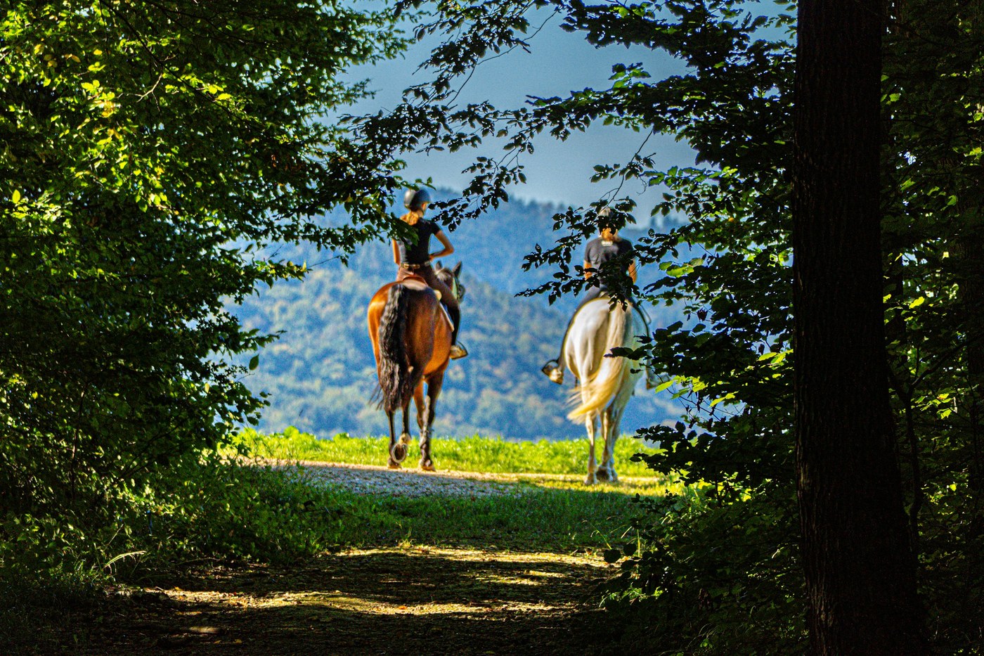 Two helmeted riders on horses emerge from a green forest onto a sunlit trail.