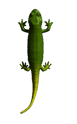 lizard crawling