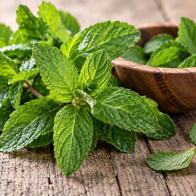 Menta