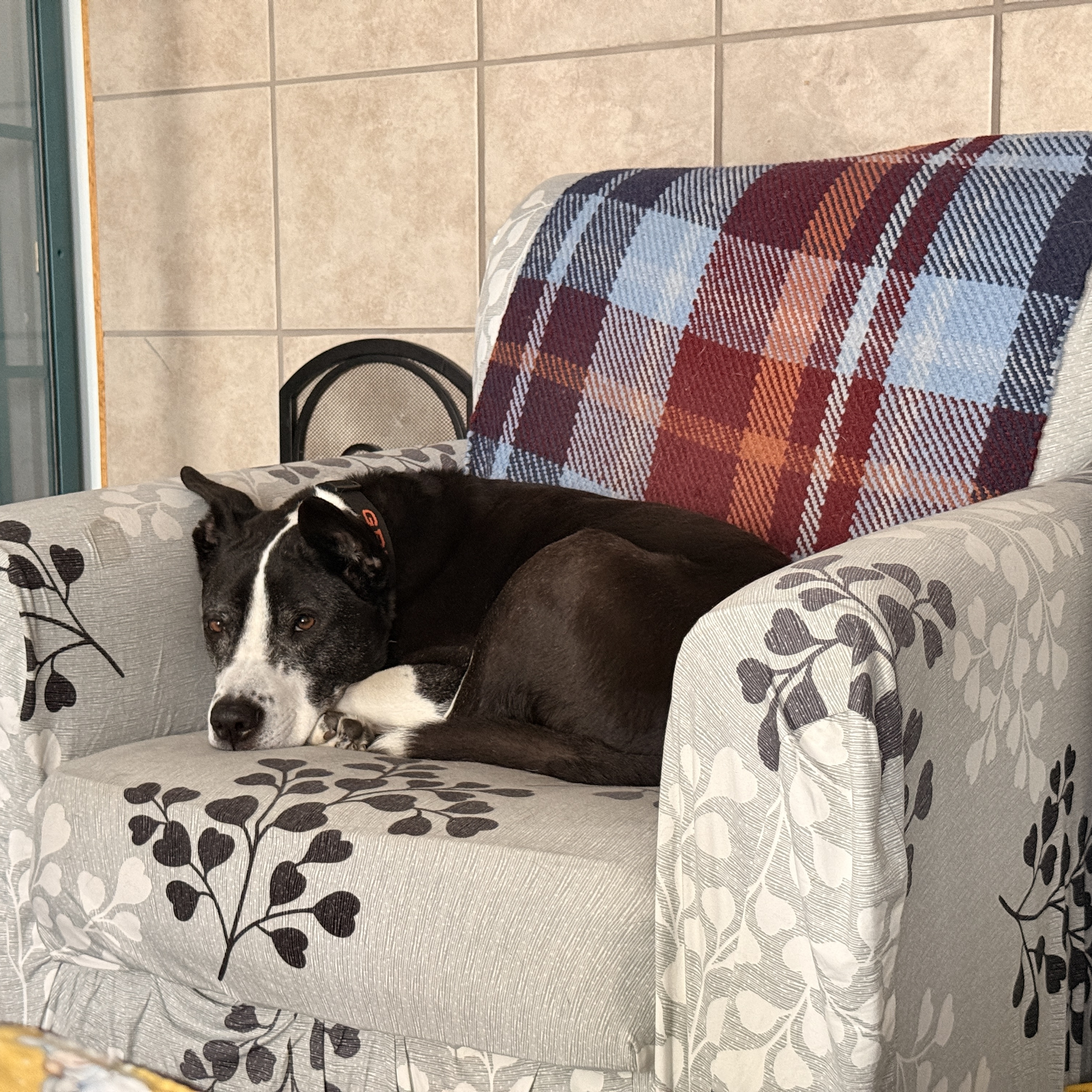 Mr.Dog