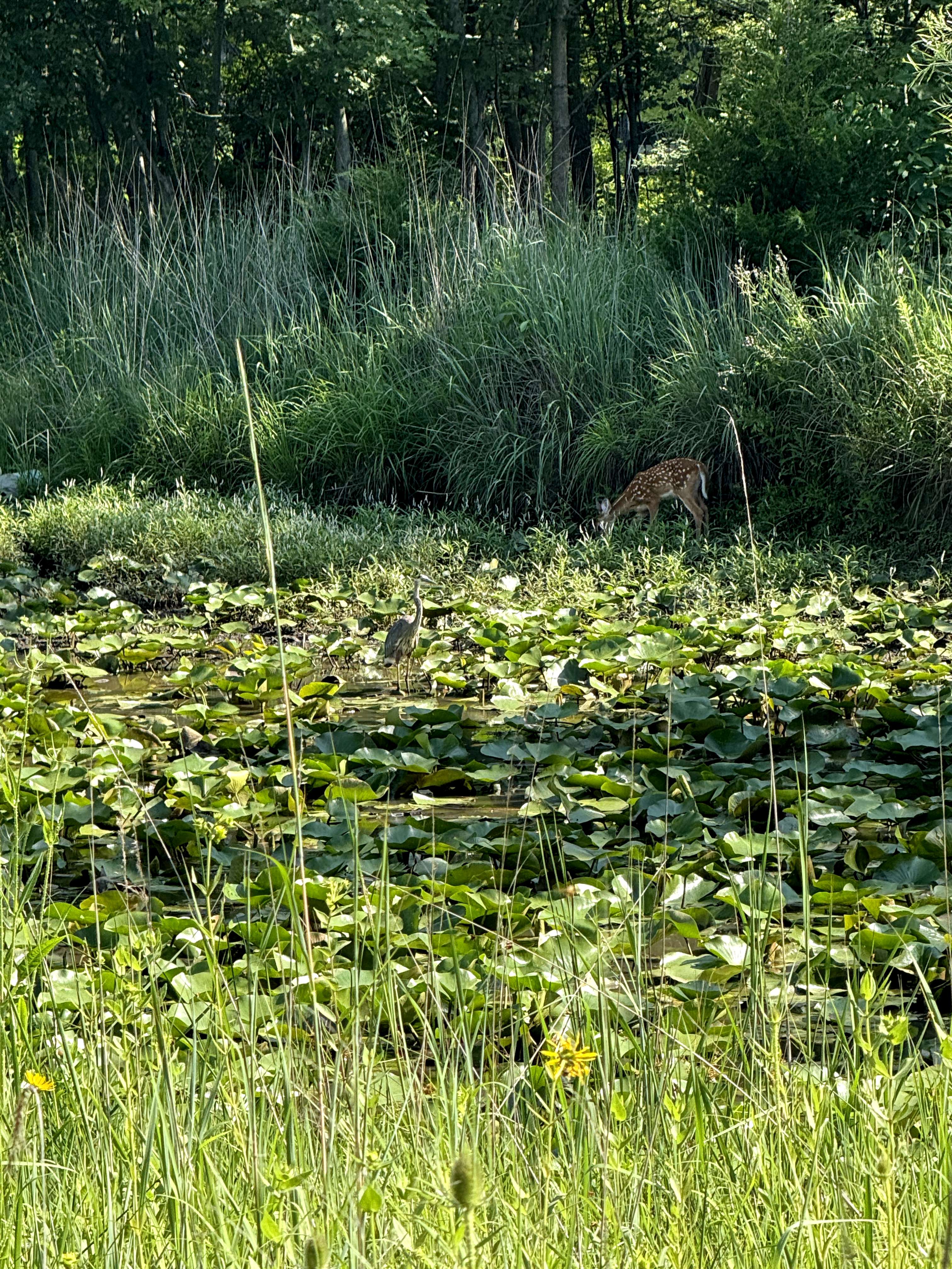 a fawn surrounded by lush foliage