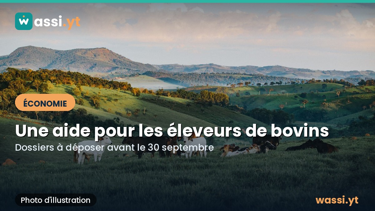 Éleveurs de bovins à Mayotte : une aide de l'État à demander avant le 30 septembre