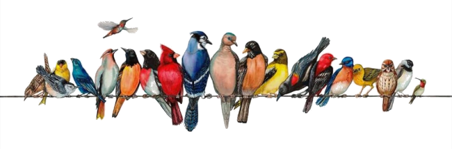 Colorful Birds on a Wire Divider